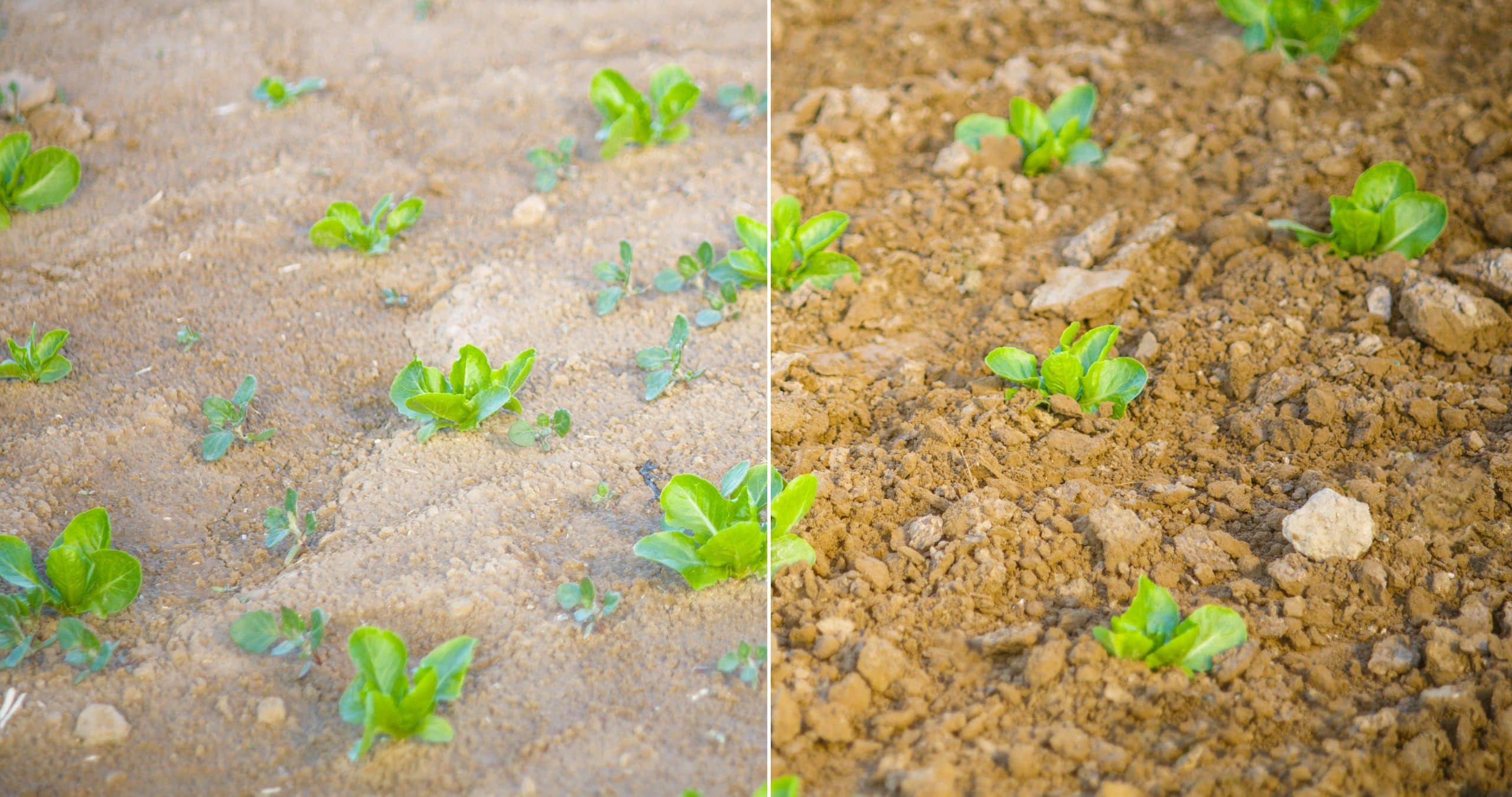 before and after weeds image